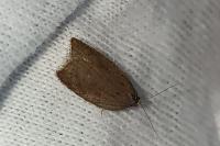 Acleris