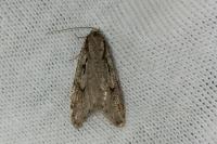 Semioscopis avellanella