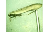 Mesophleps corsicella