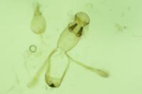 Mesophleps corsicella