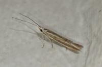 Coleophora albicosta