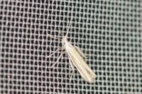 Coleophora albicosta
