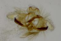 Coleophora albicosta