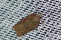 Acleris schalleriana