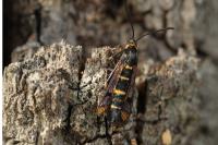 Synanthedon conopiformis
