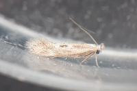 Bucculatrix regaella