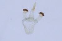 Bucculatrix regaella