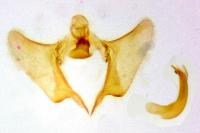 Aethes flagellana