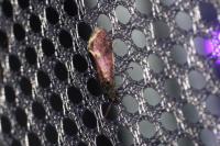 Eriocrania cicatricella