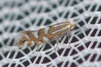 Phyllonorycter quinqueguttella