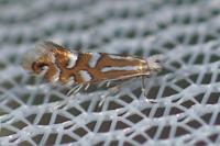 Phyllonorycter quinqueguttella