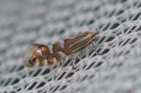 Phyllonorycter quinqueguttella