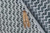 Phyllonorycter messaniella