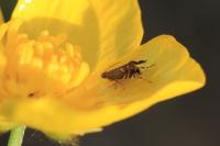 Glyphipterix simpliciella