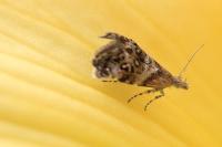 Tebenna micalis