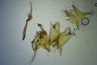 Scythris tenuivittella