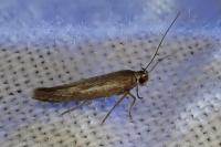 Scythris tenuivittella