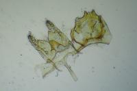 Nemapogon agenjoi
