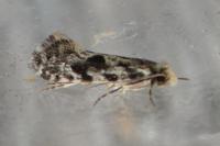 Nemapogon granellus