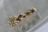 Nemapogon granellus