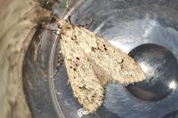 Diurnea fagella