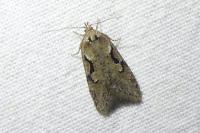 Semioscopis steinkellneriana