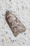 Cnephasia