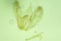 Merrifieldia malacodactyla