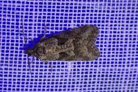 Cnephasia