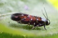 Pancalia leuwenhoekella
