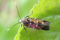 Pancalia leuwenhoekella