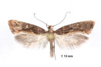 Acrolepiopsis vesperella