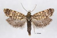 Aethes margarotana