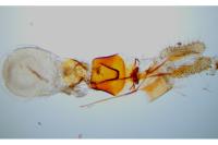 Aethes margarotana