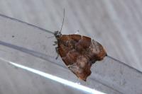 Choreutis nemorana