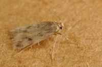 Borkhausenia nefrax