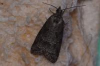 Cnephasia