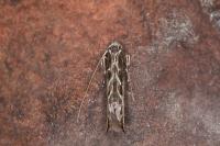 Lyonetia prunifoliella