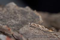 Lyonetia prunifoliella