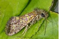 Dyseriocrania subpurpurella