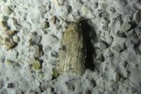 Agonopterix propinquella