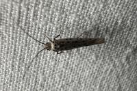 Yponomeuta sedella