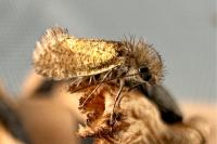 Dyseriocrania subpurpurella