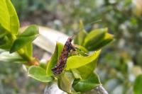 Gracillaria syringella
