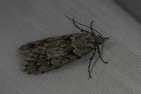 Diurnea fagella