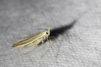 Coleophora