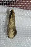 Nematopogon adansoniella