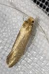 Nematopogon adansoniella