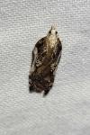 Acleris cristana