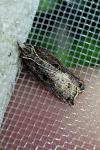 Acleris cristana